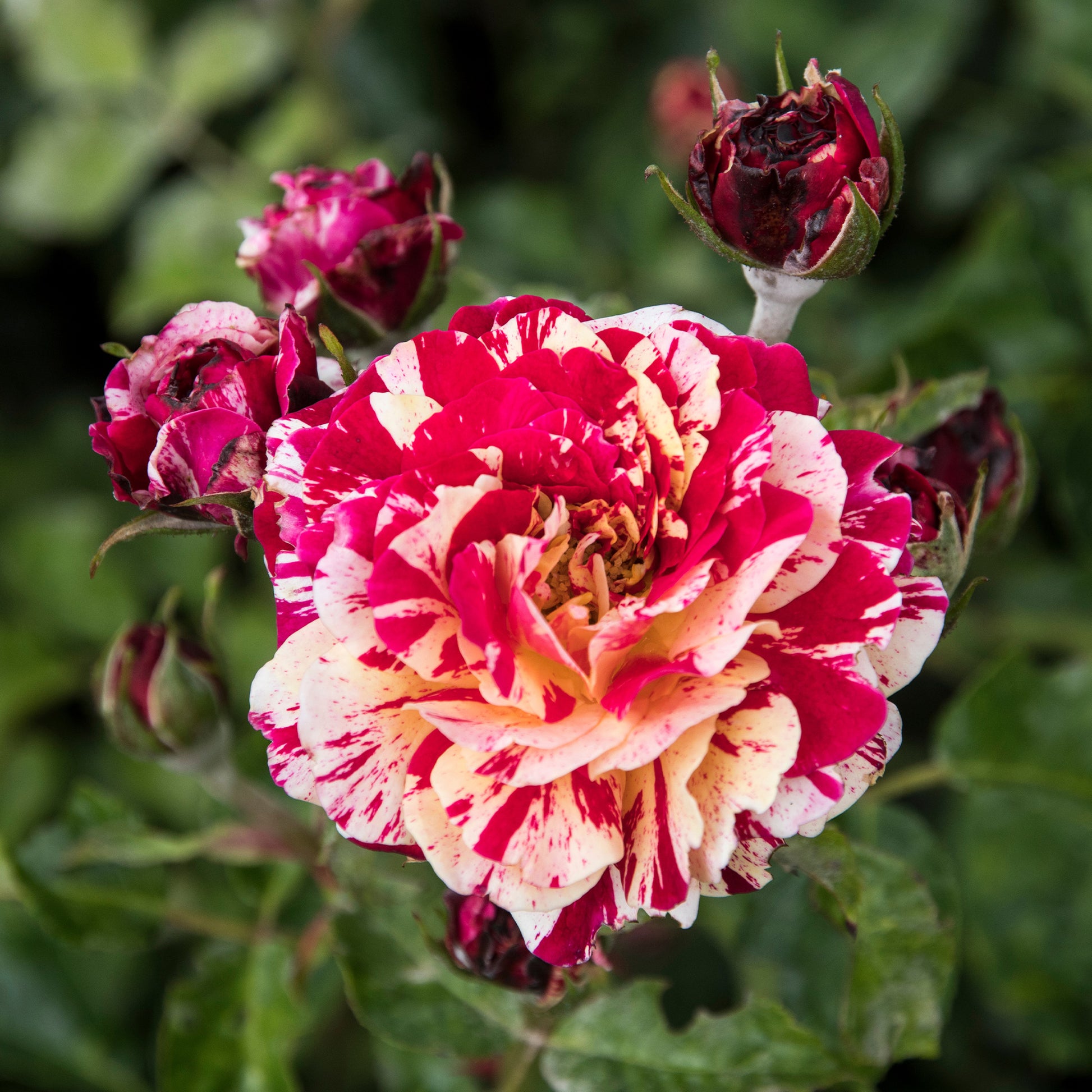 Rosier buisson Abracadabra® Koramsaro - Rosa Abracadabra® Koramsaro - Bakker