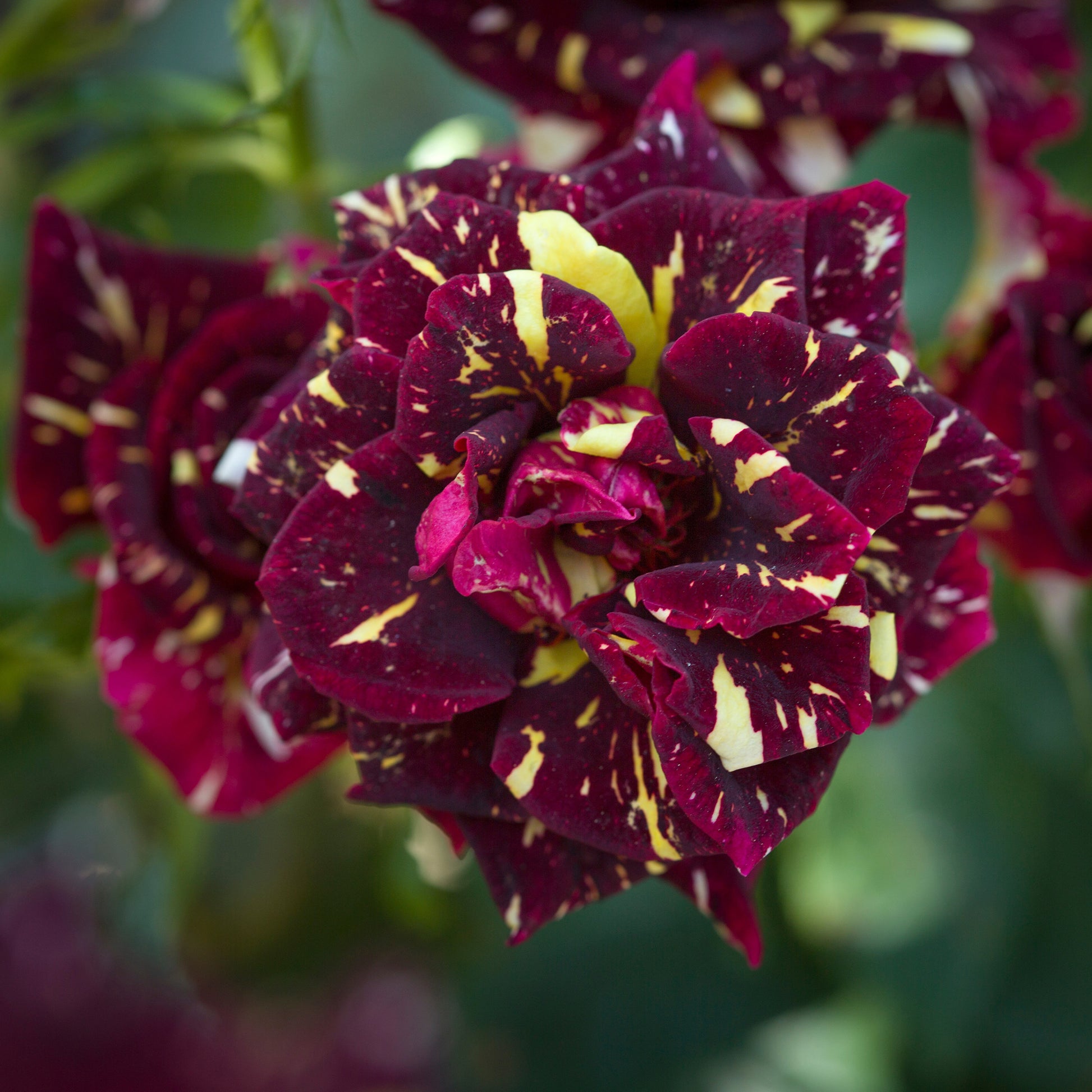 Vente Rosier buisson Abracadabra® Koramsaro - Rosa Abracadabra® Koramsaro