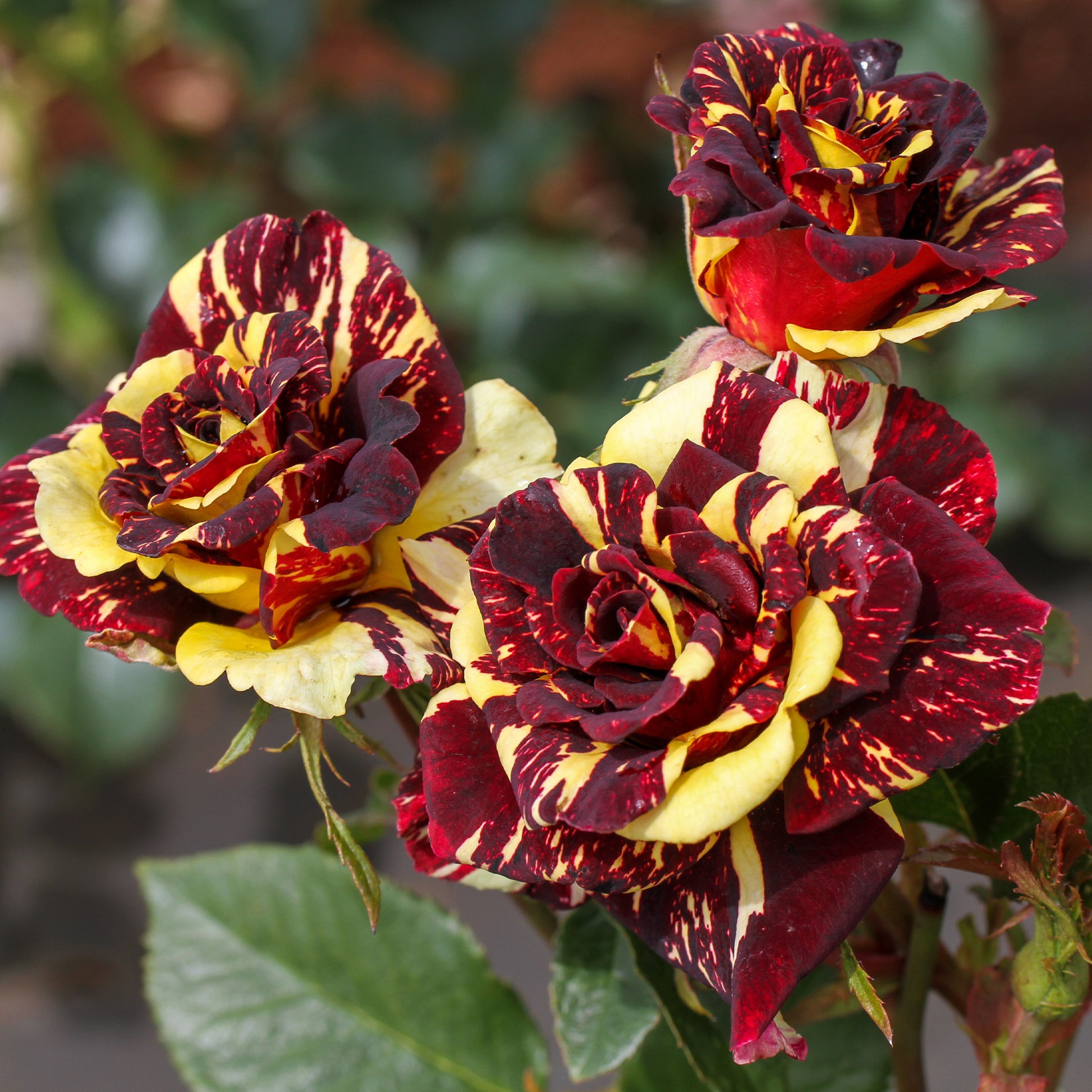 Rosa Abracadabra® Koramsaro - Rosier buisson Abracadabra® Koramsaro - Rosiers