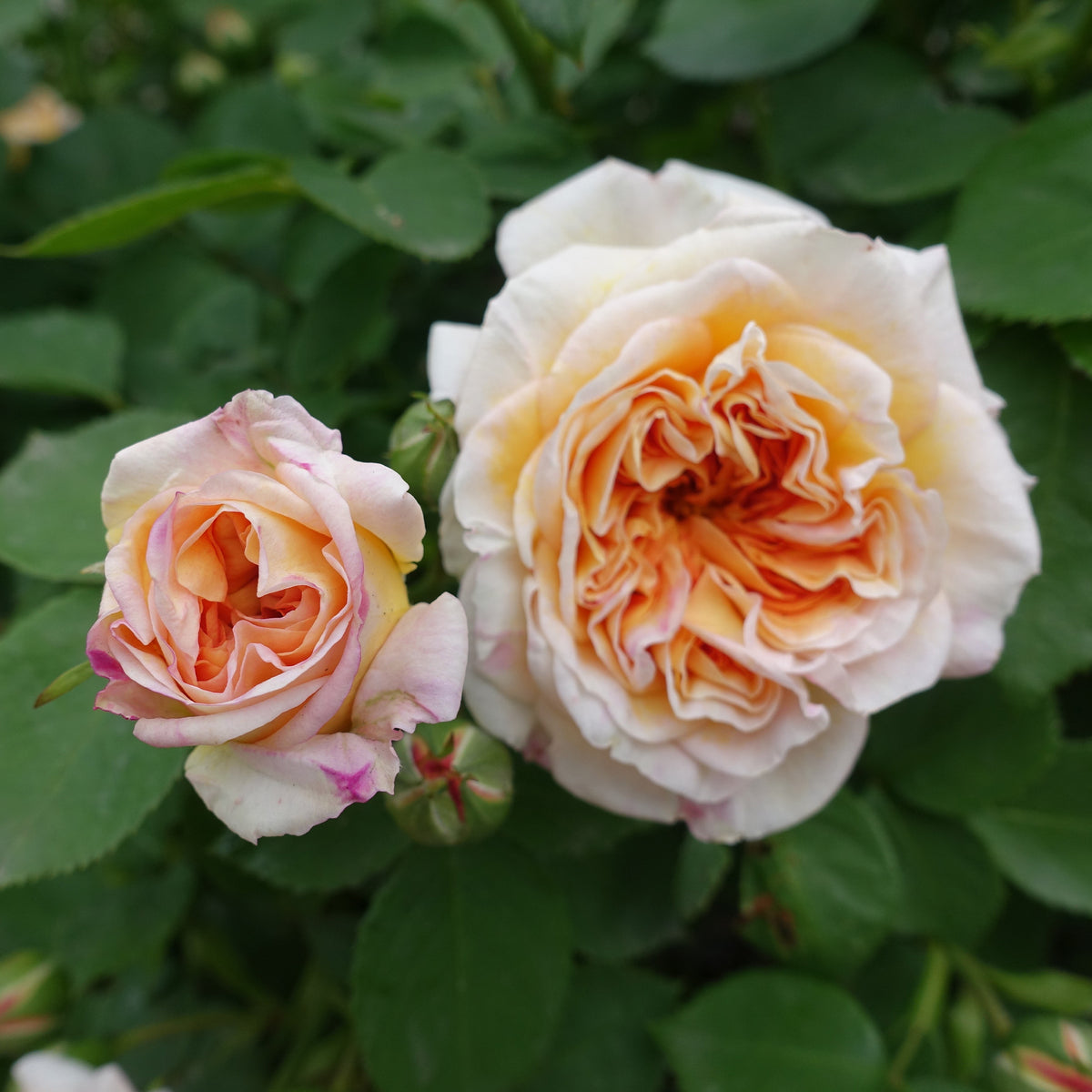 Rosier anglais grimpant Bathsheba® Auschimbley - Bakker