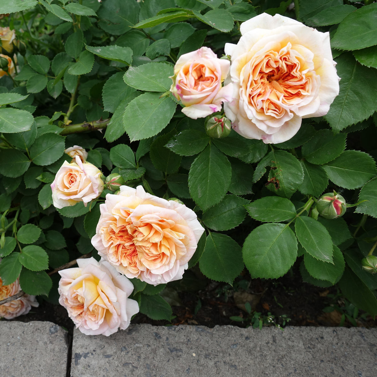 Rosier anglais grimpant Bathsheba® Auschimbley - Rosa Bathsheba® Auschimbley - Bakker
