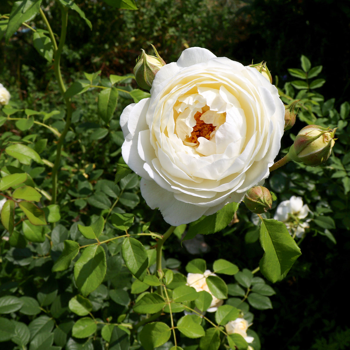 Rosier anglais Claire Austin® - Rosa Claire Austin® Ausprior - Bakker