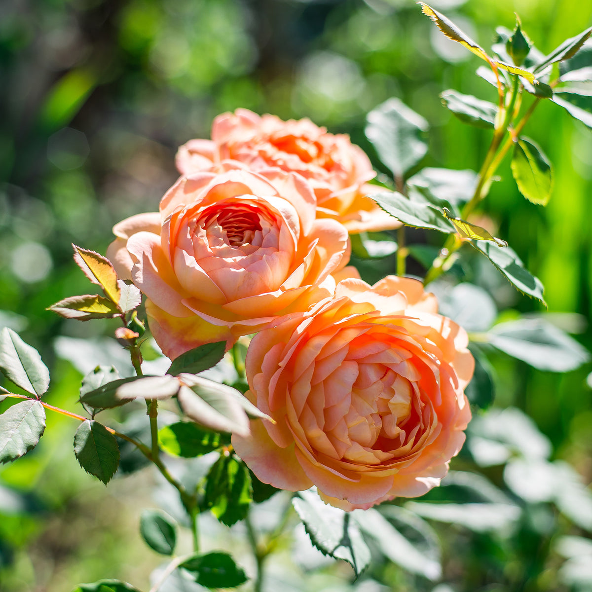 Rosa Lady of Shalott® Ausnyson - Rosier anglais Lady of Shalott - Rosiers