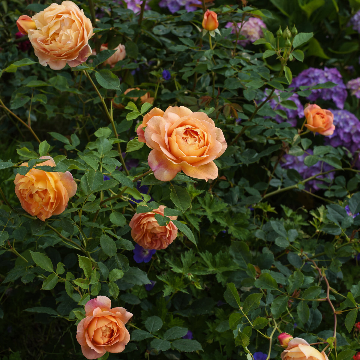 Rosier anglais Lady of Shalott - Rosa Lady of Shalott® Ausnyson - Bakker