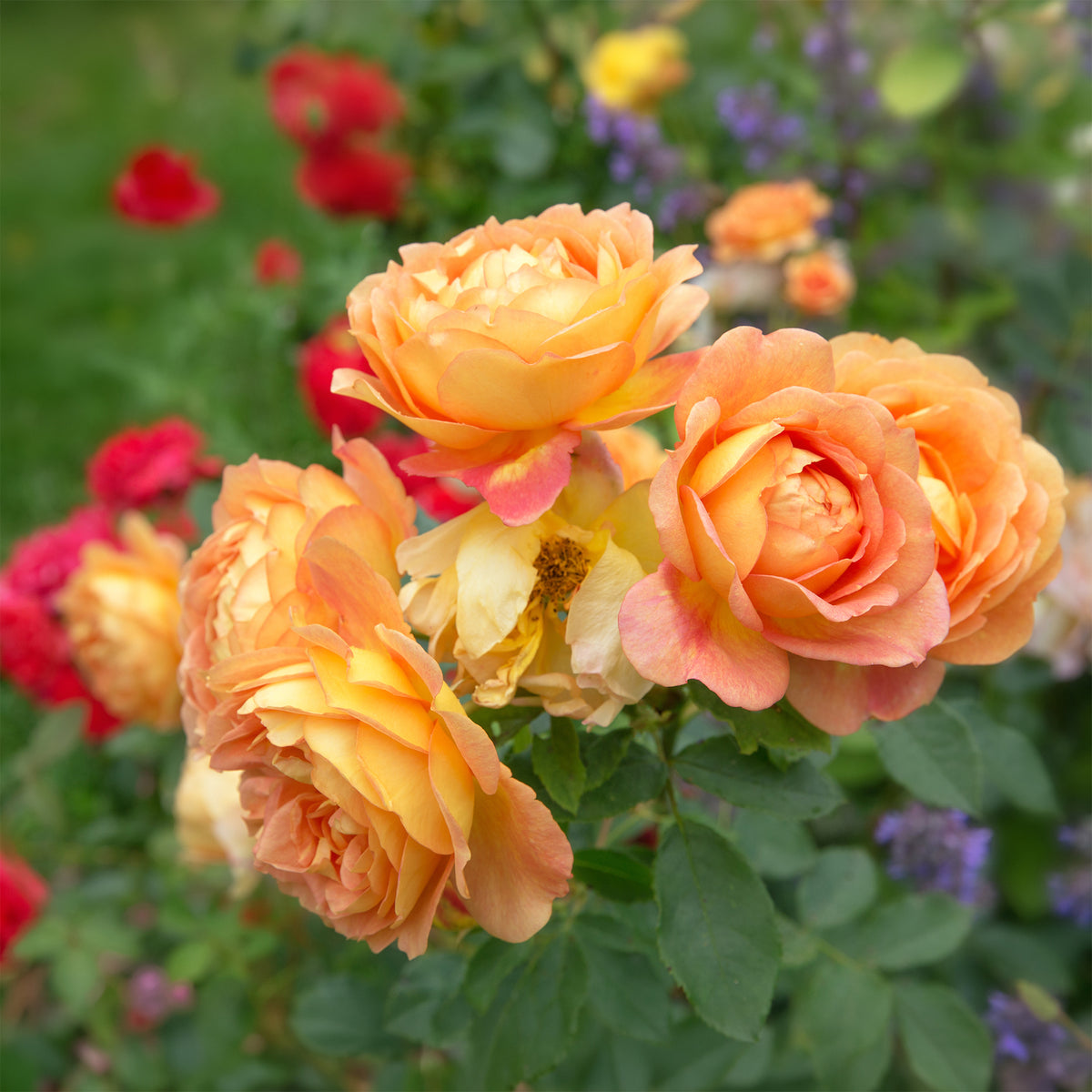 Vente Rosier anglais Lady of Shalott - Rosa Lady of Shalott® Ausnyson