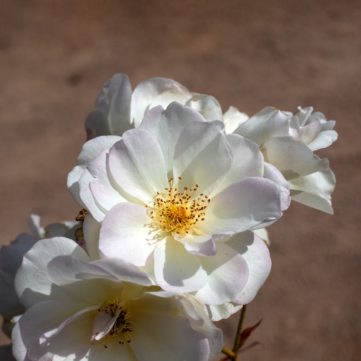 Rosier arbustif Pénélope - Rosa moschata Pénélope - Bakker