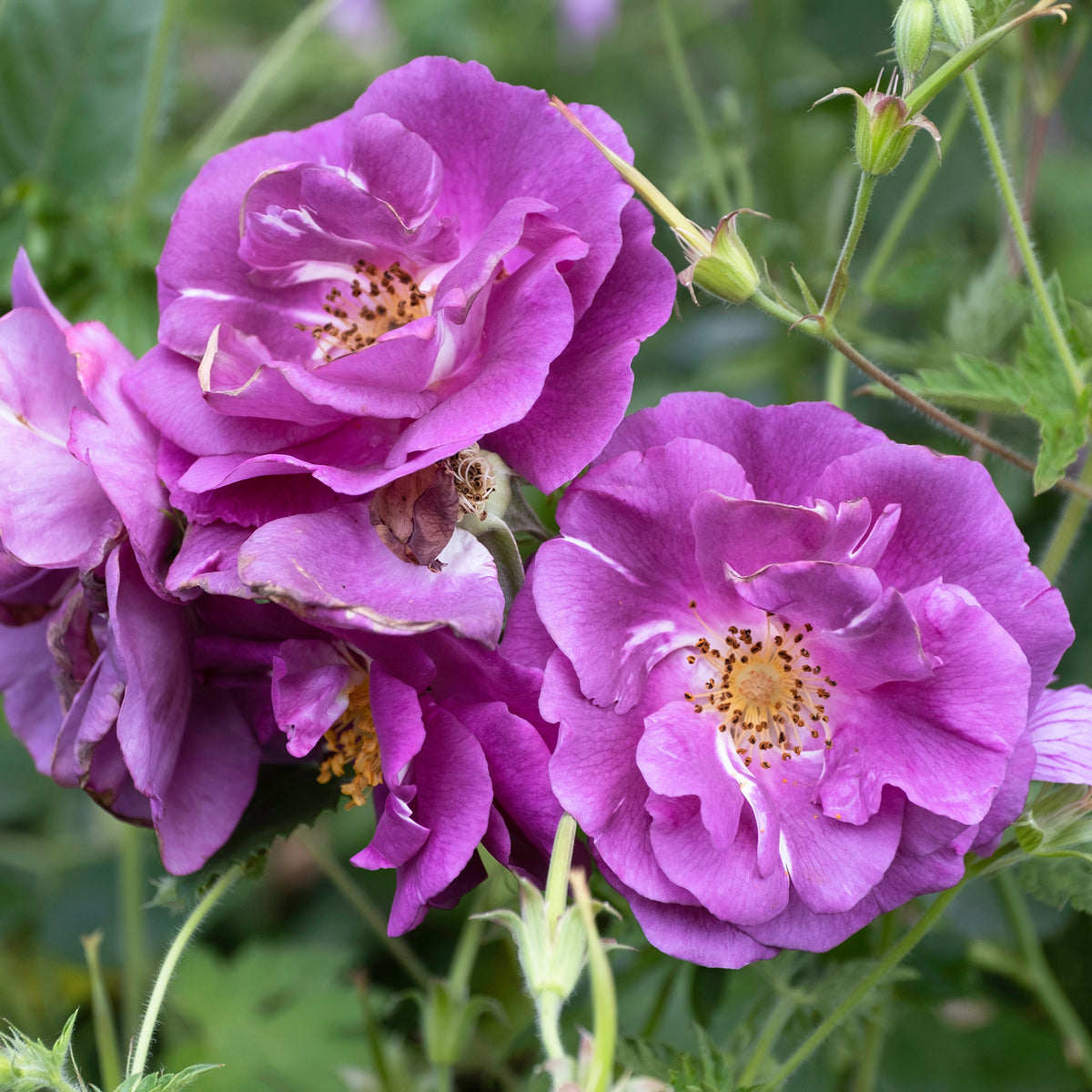 Vente Rosier buisson Rhapsody in Blue® Frantasia - Rosa Rhapsody in Blue® Frantasia