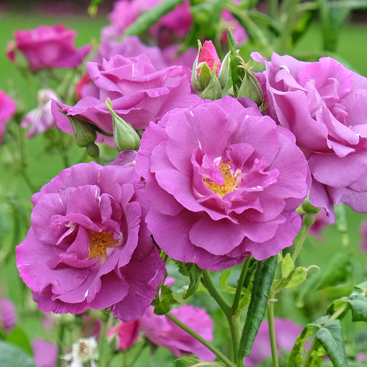 Rosier buisson Rhapsody in Blue® Frantasia - Rosa Rhapsody in Blue® Frantasia - Bakker