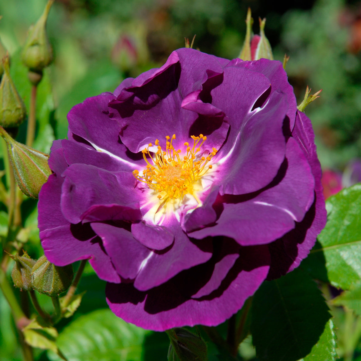 Rosier buisson Rhapsody in Blue® Frantasia - Rosiers - Bakker