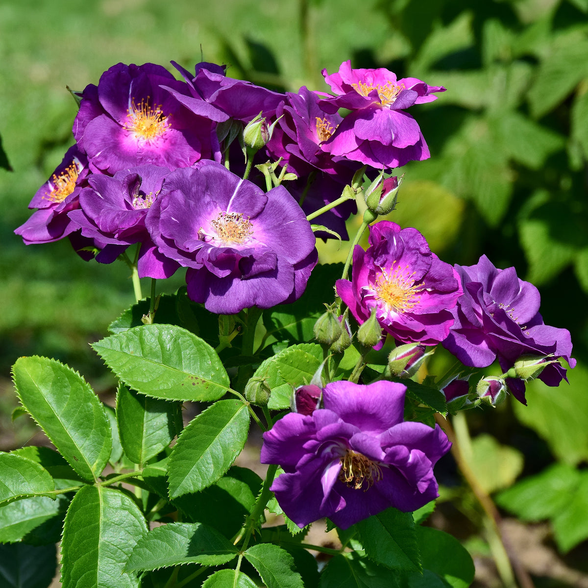 Vente Rosier buisson Rhapsody in Blue® Frantasia