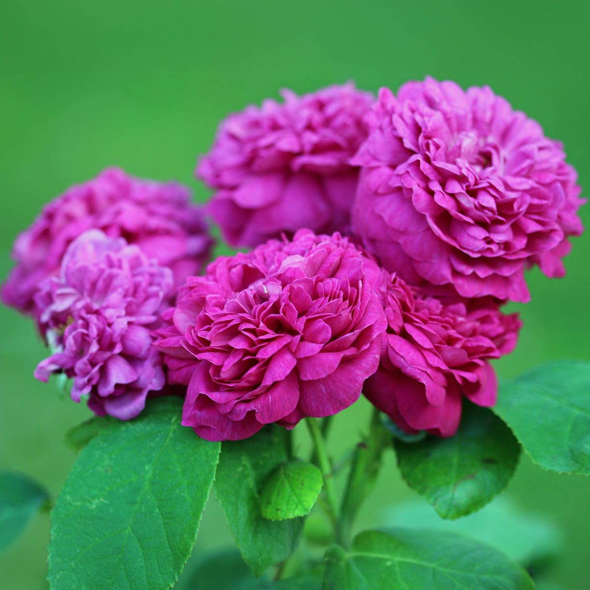 Rosier ancien Rose de Rescht - Rosa Rose de Rescht - Bakker