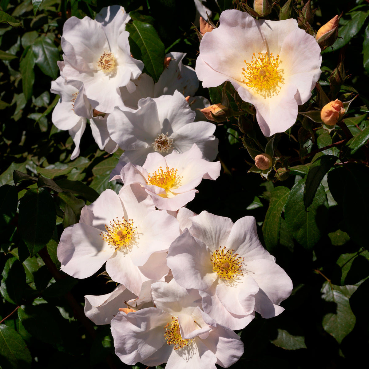 Rosier arbustif Sally Holmes - Rosa Sally Holmes - Bakker