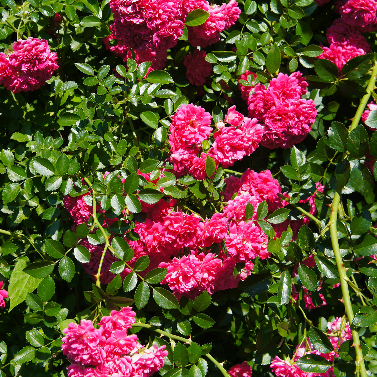 Rosiers parfumés - Rosier Astrid Gräfin von Hardenberg ® - Rosa astrid gräfin von hardenberg ®