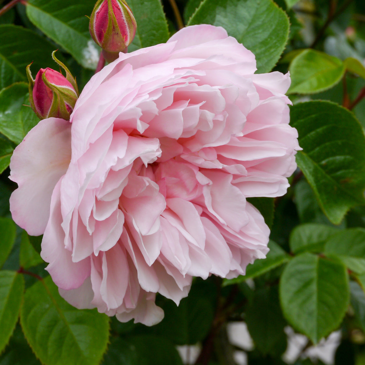 Rosa The Generous Gardener® Ausdrawn - Rosier anglais grimpant The Generous Gardener® Ausdrawn - Rosiers grimpants
