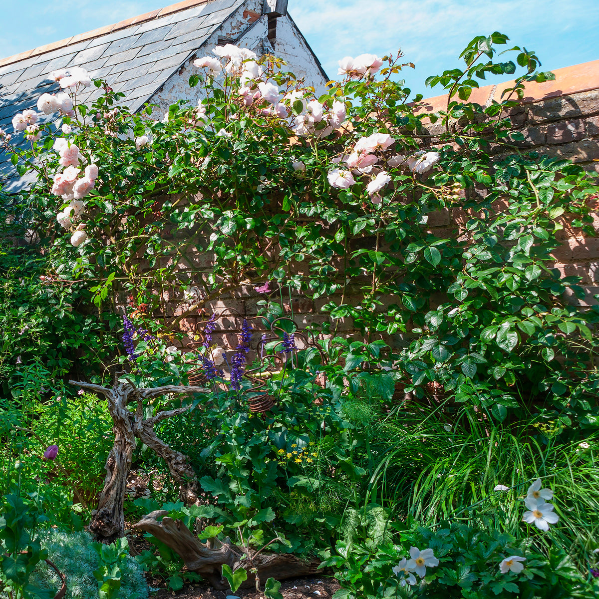Rosier anglais grimpant The Generous Gardener® Ausdrawn - Rosa The Generous Gardener® Ausdrawn - Bakker