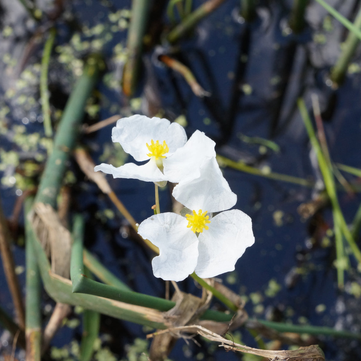 Plantes de berge - Sagittaire graminiforme - Sagittaria graminea