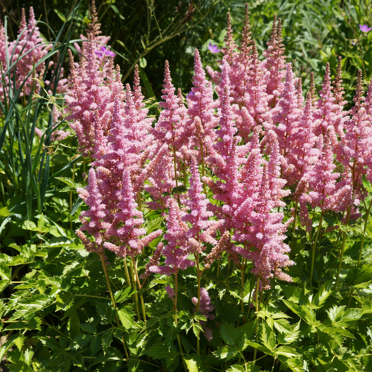 Astilbe Little Vision in Pink ® - Astilbe Vision in Pink - Astilbe