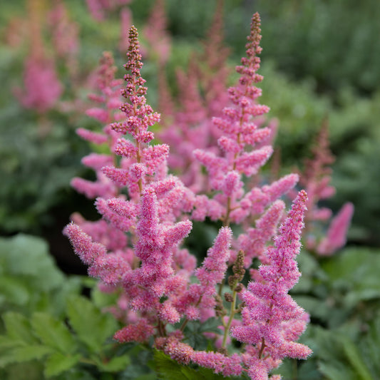 Astilbe Vision in Pink - Bakker