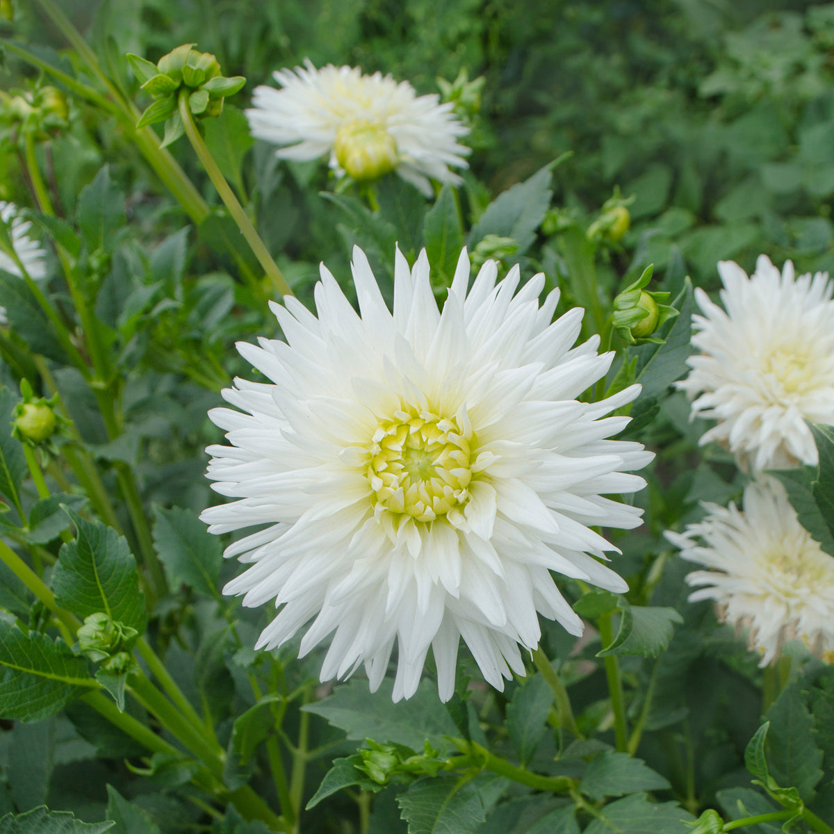 Dahlia cactus My Love - Bakker