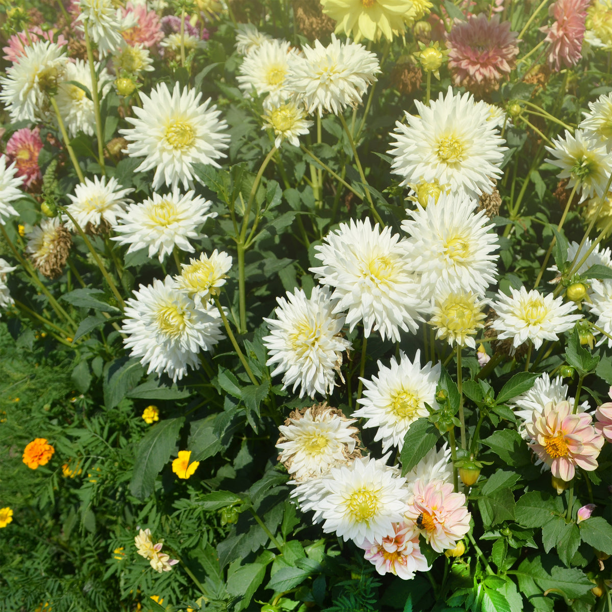 Dahlia cactus My Love - Dahlia My Love - Bakker