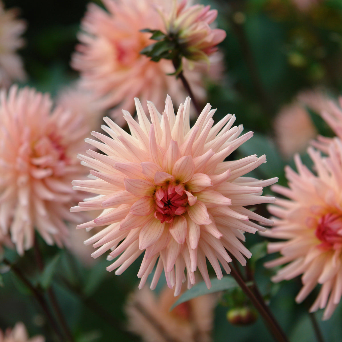 Dahlia cactus Préférence - Dahlia Préference - Bakker