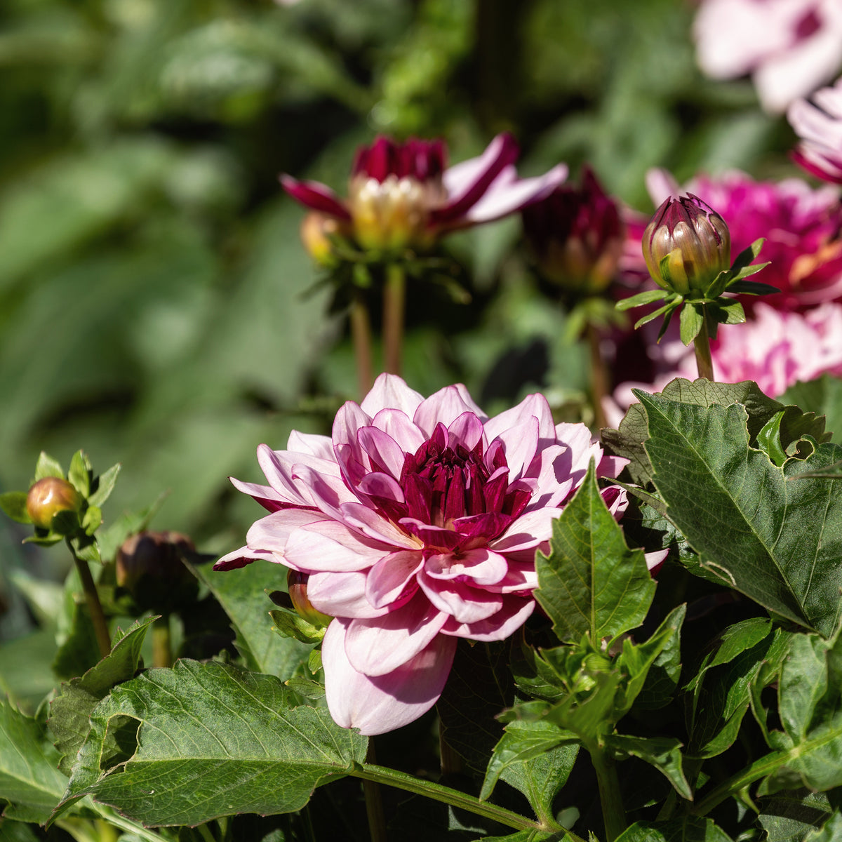 Dahlia décoratif Crème de Cassis - Bakker