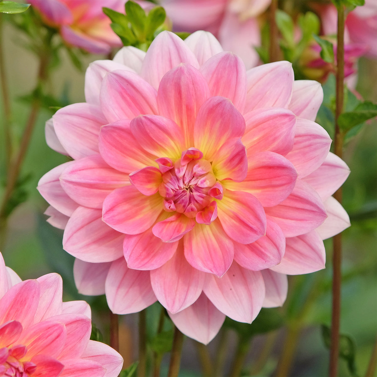 Bulbes de Dahlia - Dahlia Twiggy - Dahlia Twiggy