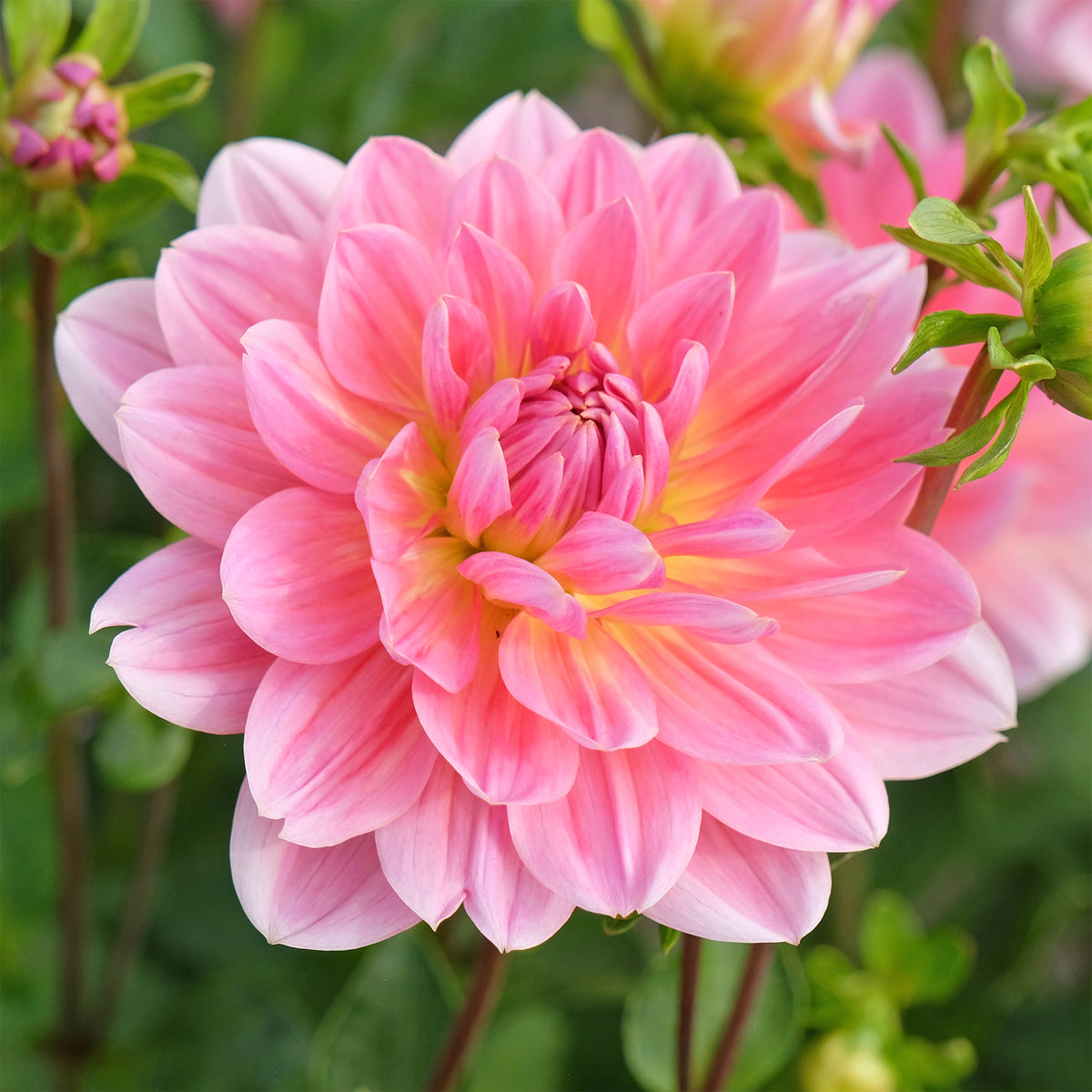 Dahlia Twiggy - Bakker