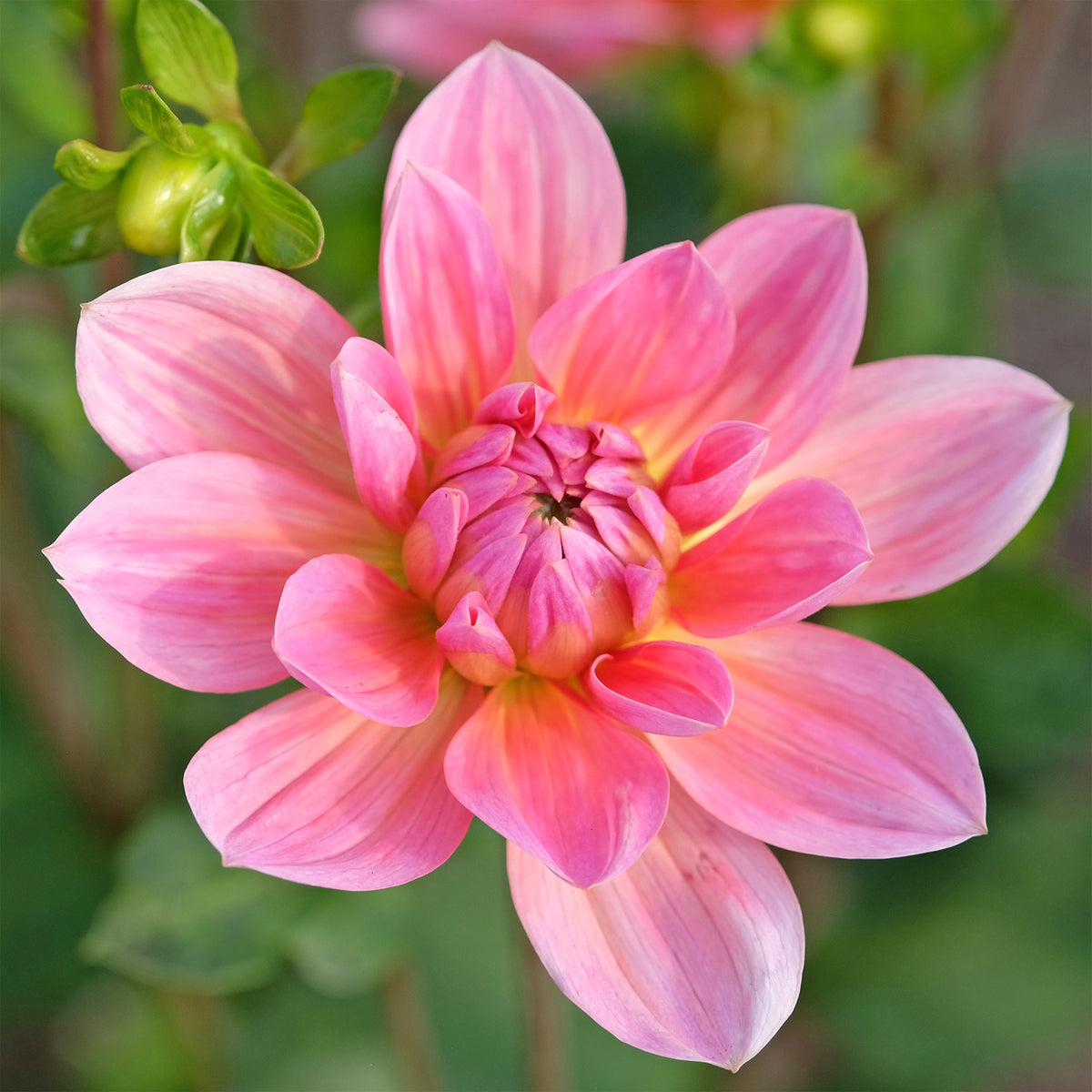 Dahlia Twiggy - Dahlia Twiggy - Bakker