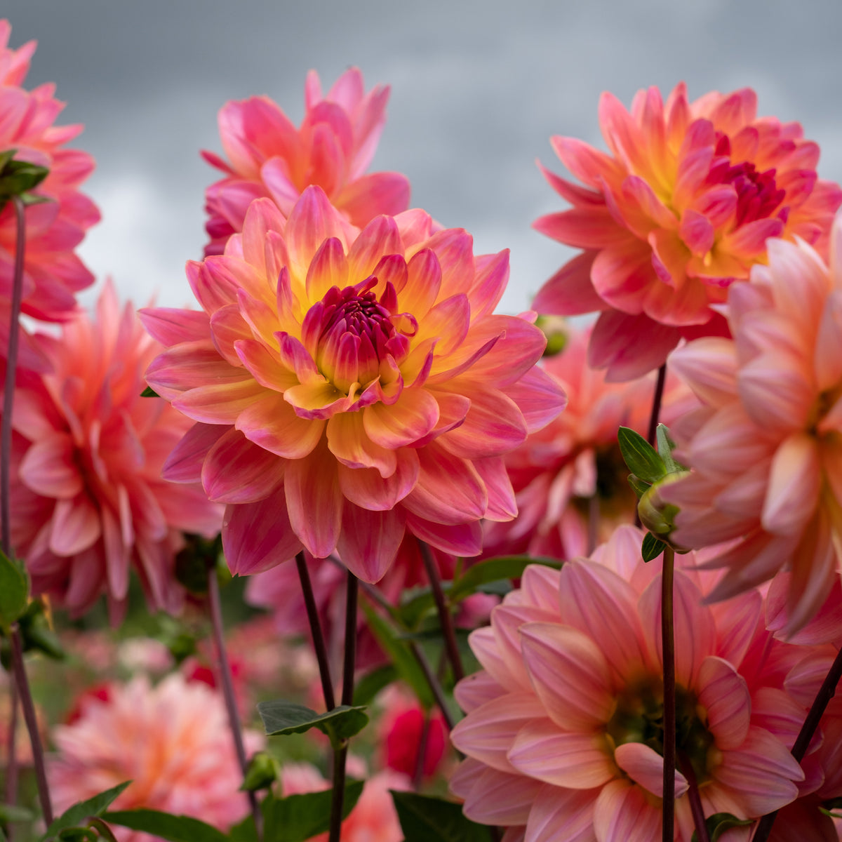 Dahlia Twiggy - Dahlia Twiggy - Bulbes de Dahlia