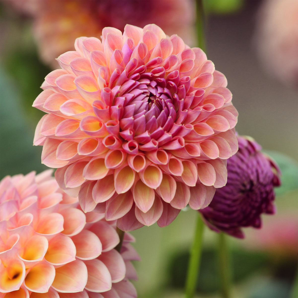 Dahlia Jowey Winnie - Dahlia ball Jowey Winnie - Bulbes de Dahlia
