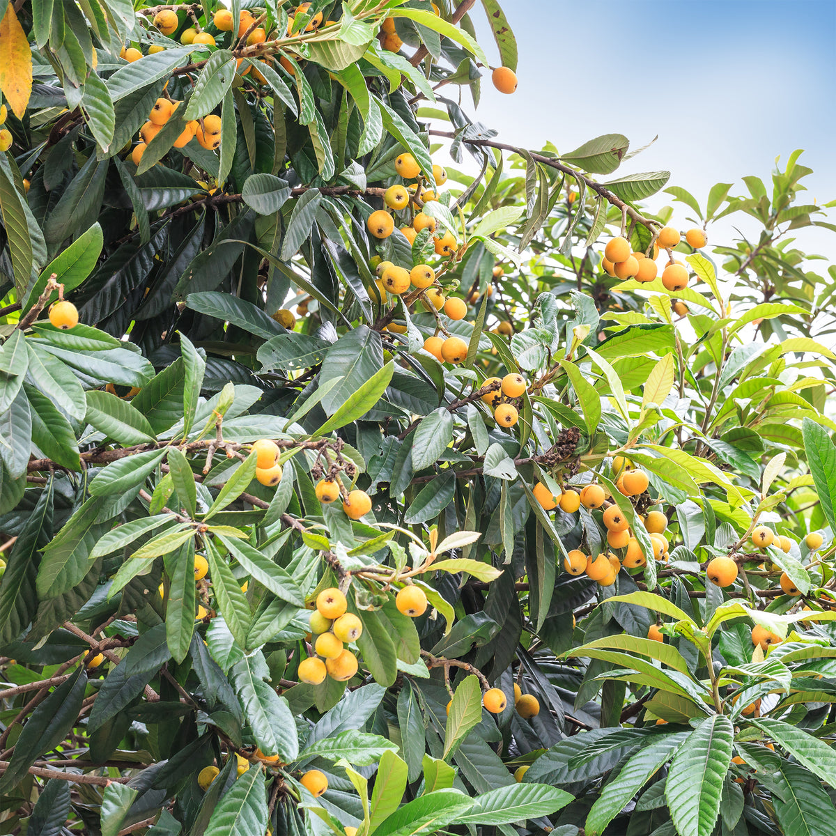 Eriobotrya japonica - Néflier du Japon - Mespilus - Néflier