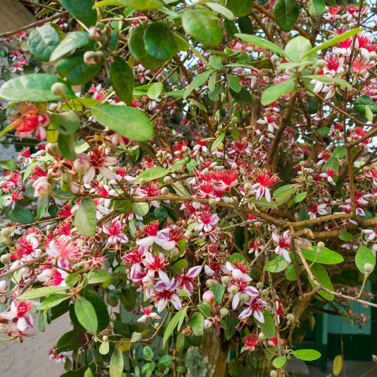 Goyavier du Brésil - Feijoa - Bakker