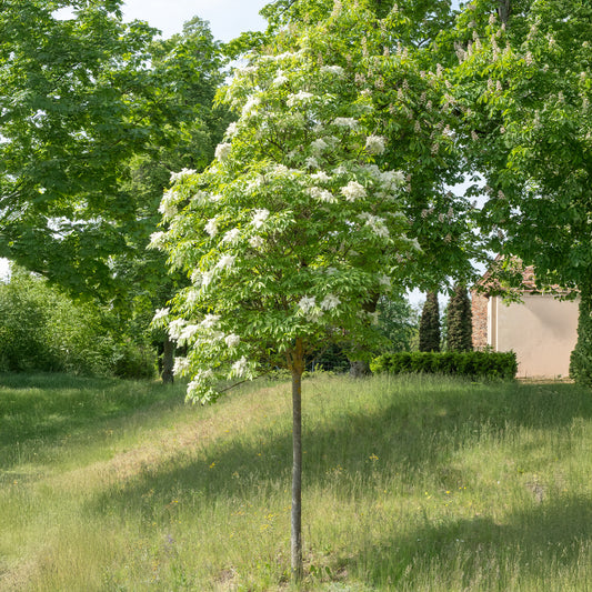 Frêne à fleurs - Bakker
