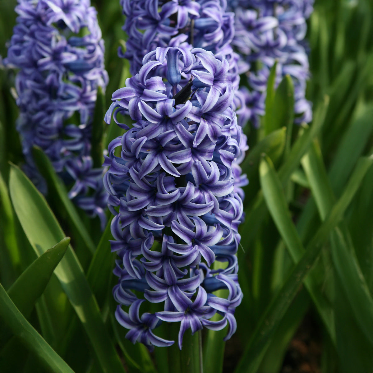 Hyacinthus orientalis Blue Jacket - Jacinthe Blue Jacket - Bulbes de Jacinthe