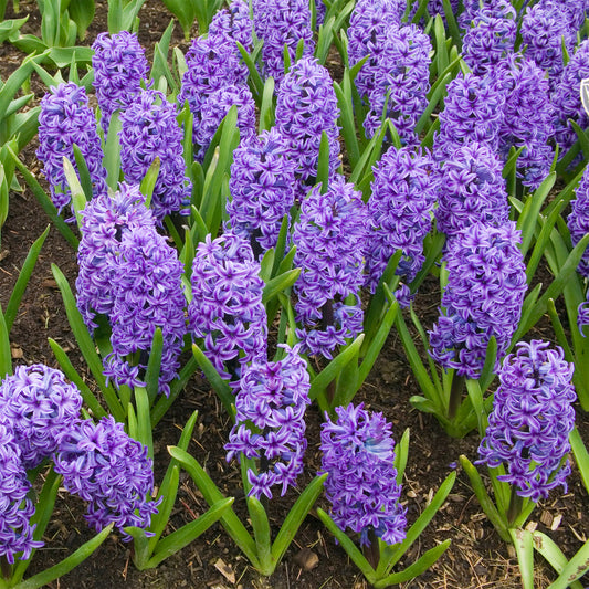 Jacinthe Blue Jacket - Hyacinthus orientalis Blue Jacket - Bakker
