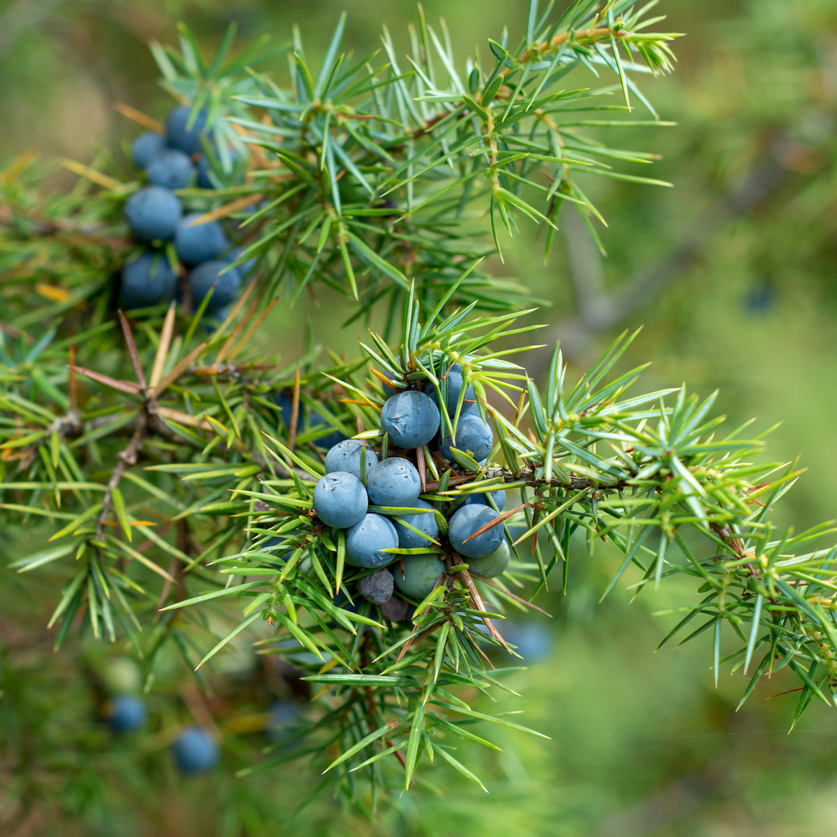 Genévrier commun - Juniperus communis - Bakker