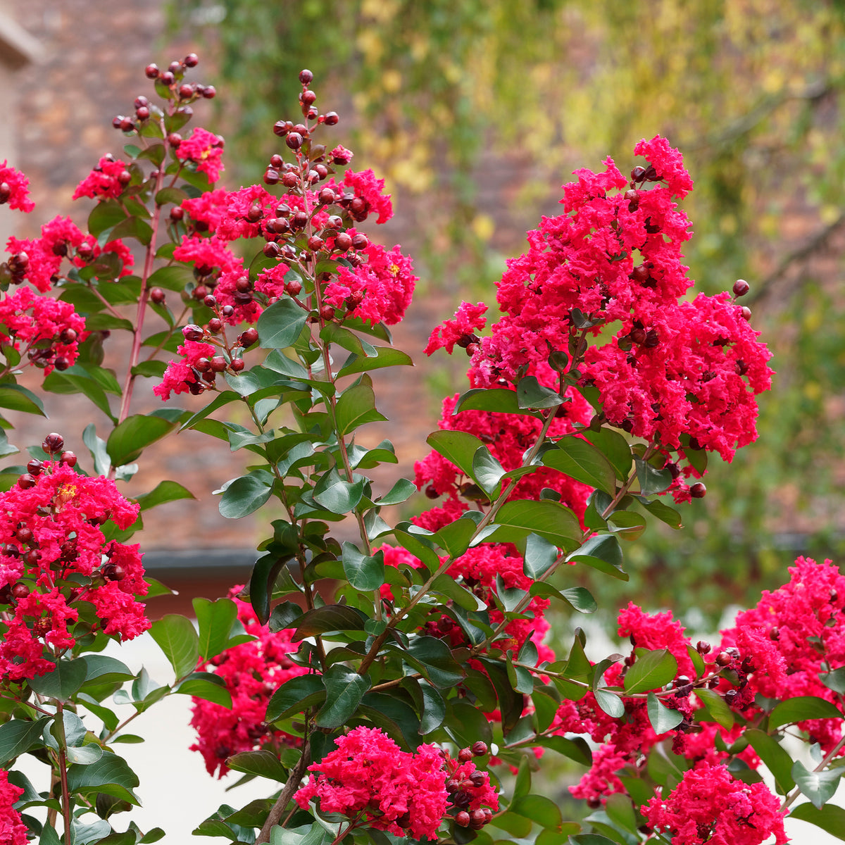 Vente Lilas des Indes Red Rocket - Lagerstroemia indica Red Rocket