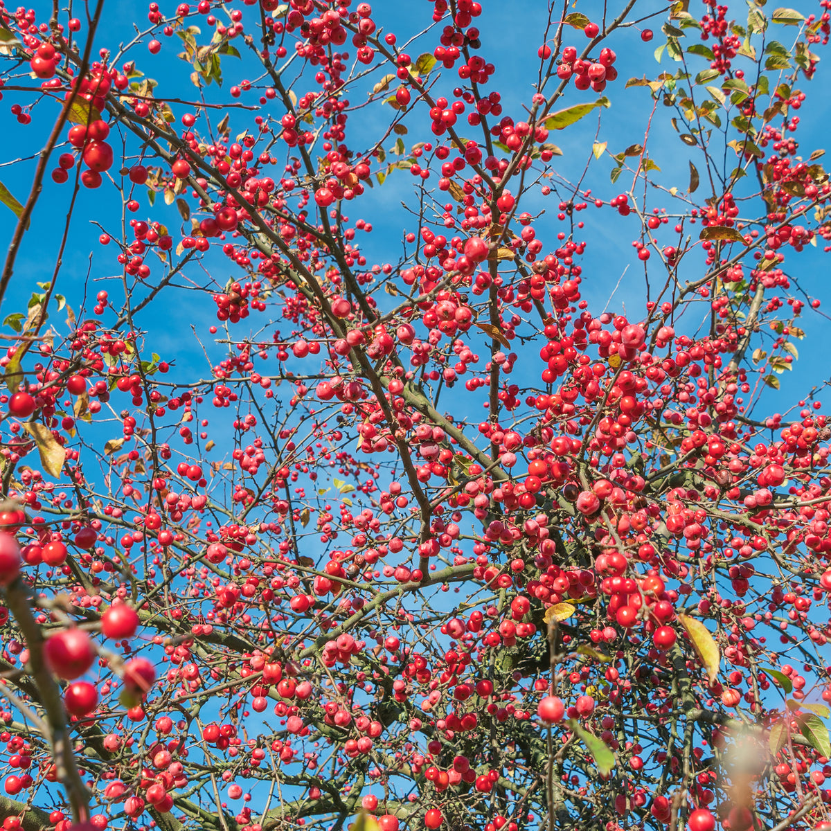 Pommier à fleurs - Pommier du Japon - Malus floribunda
