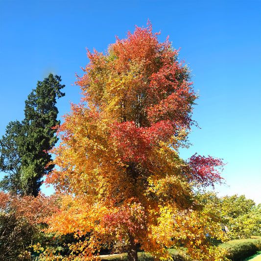 Tupélo noir - Nyssa sylvatica - Bakker