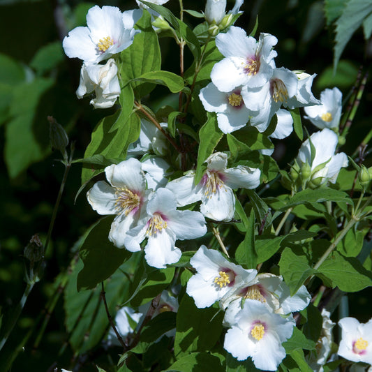 Seringat Belle Etoile - Philadelphus - Bakker