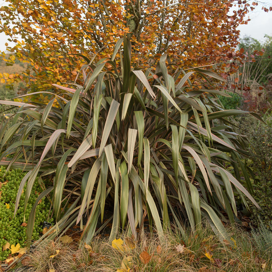 Phormium Sundowner - Lin de Nouvelle-Zélande - Bakker