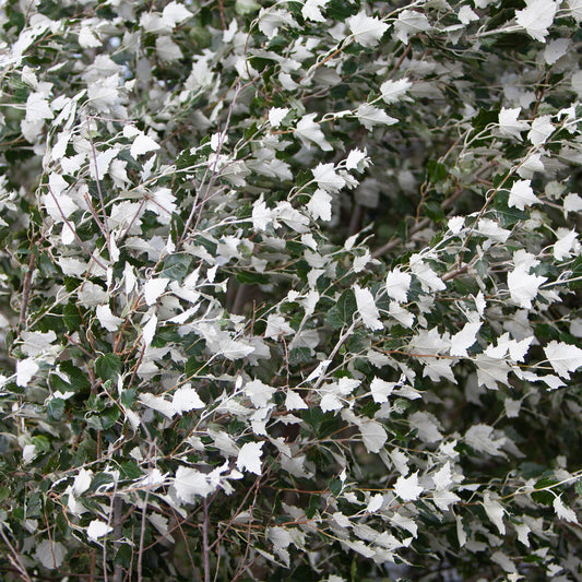 Peuplier blanc - Bakker