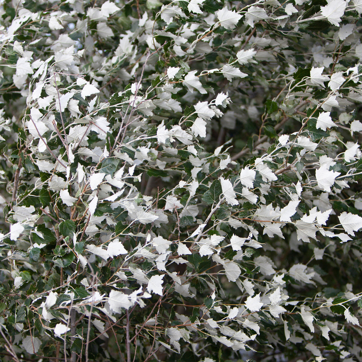 Peuplier blanc - Bakker