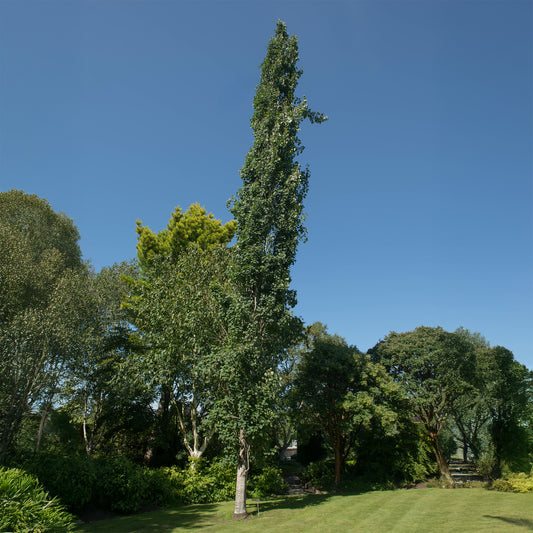 Peuplier tremble Erecta - Bakker