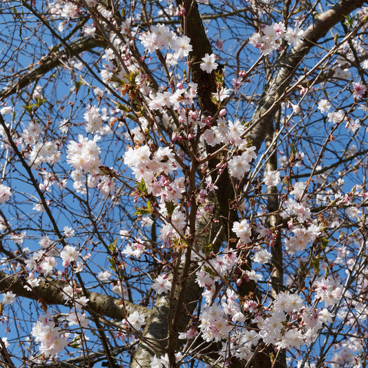 Cerisier à fleurs du Japon Autumnalis Rosea - Bakker