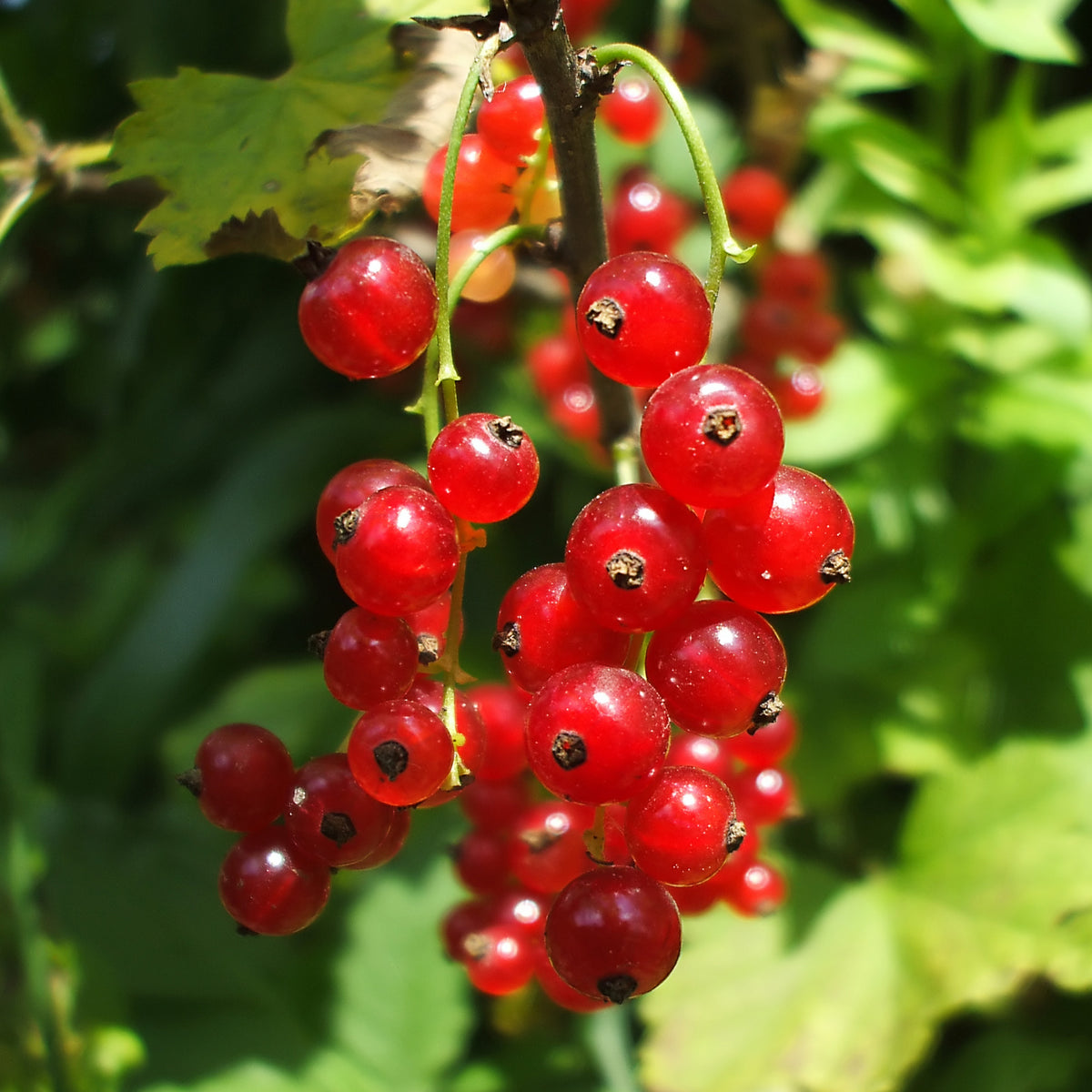 Groseiller Versaillaise Rouge - Ribes rubrum Versaillaise Rouge - Bakker