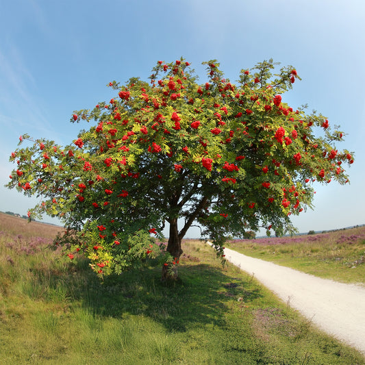 Sorbier des oiseleurs - Bakker