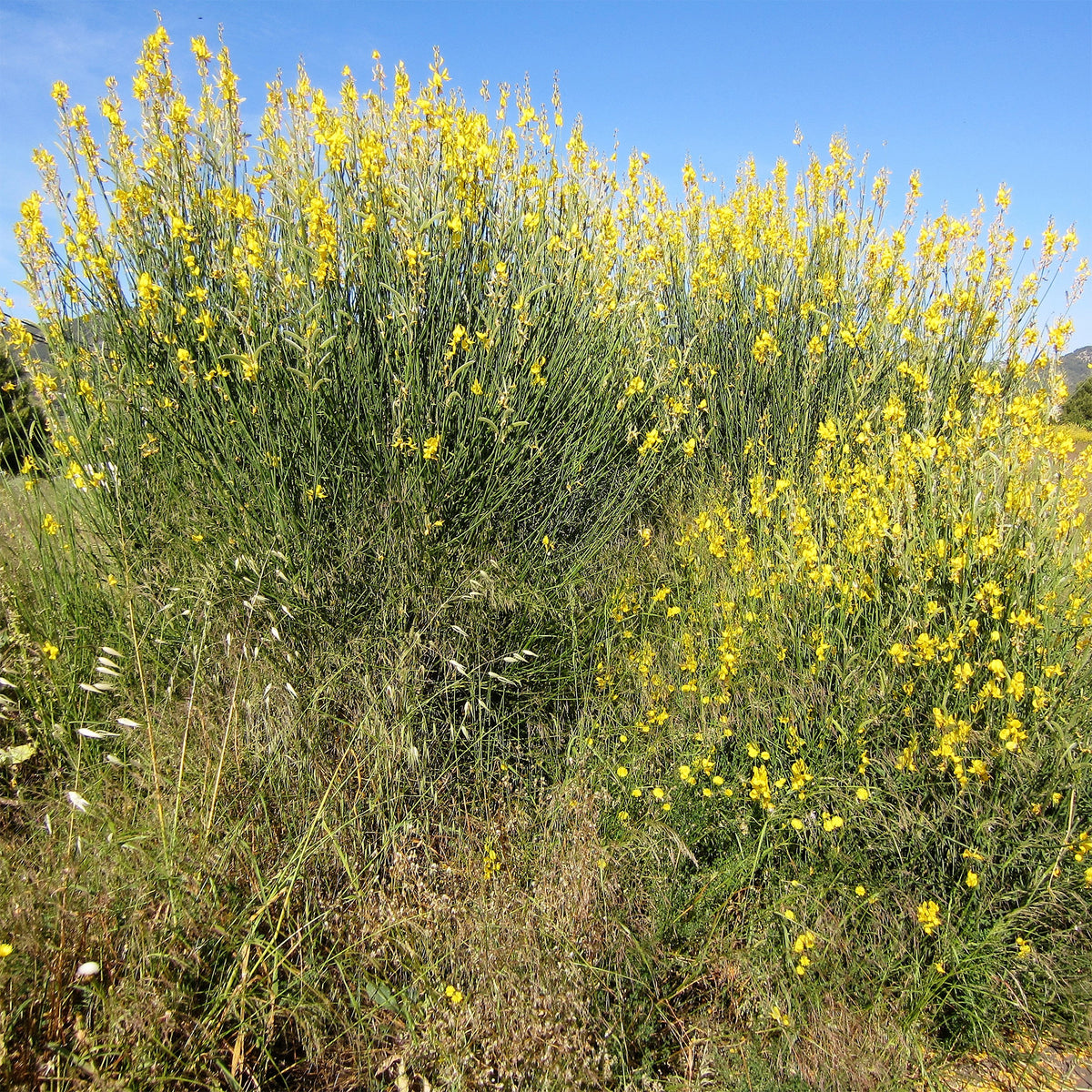 Arbustes fleuris - Genêt d'Espagne - Spartium junceum