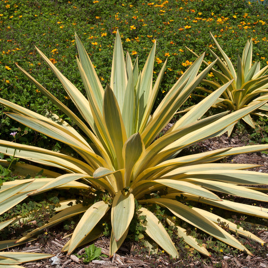 Yucca gloriosa Citrus twist® - Bakker